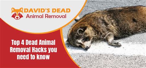 Dead animal removal surf beach  Dead Animals stink and the odor is usually the a sign there is possible a dead animal on
